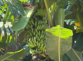 Banana Nanica Fresca - Arandu, SP