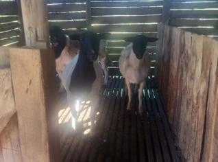 Ovino Macho Treviso - 1 Ano