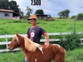 Mini Pôneis em Campinas - Ideais para Lazer