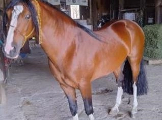 Cobertura de Cavalo em Rancho Queimado - Jubileu Cala Bassa