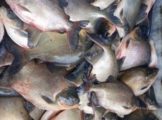 Tambaqui Fresco - Santa Luzia do Itanhy