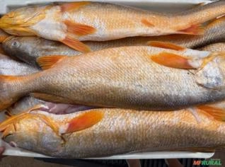 Pescada Amarela - Fresca em São Luís