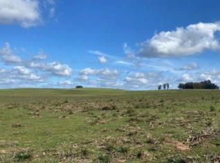 Campo Produtivo em Bagé - Pecuária e Plantio