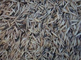 Aveia Ucraniana Disponível - Jaguapitã, PR