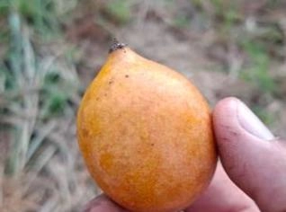 Achachairu Fresco à Venda - Fruta Exótica