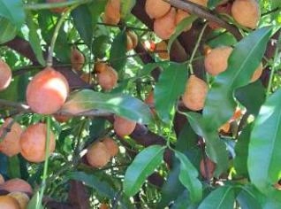 Achachairu Fresco à Venda - Fruta Exótica