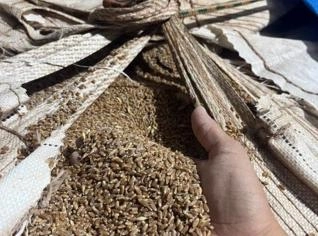 Semente de Trigo Alta Qualidade