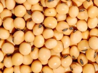 Soja Grão Padrão GMO em Sorriso - MT