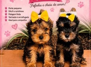 Yorkshire Fêmea 60 Dias Vacinada em Campo Grande