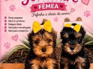 Yorkshire Fêmea 60 Dias Vacinada em Campo Grande
