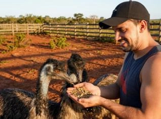 Emus Australianos a Venda em São Joaquim de Bicas