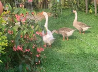 Gansos Africano e Chinês para Venda - Lote Fechado