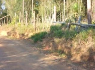 Bambu de Qualidade em Mogi das Cruzes