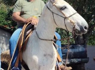 Burro Tordilho em Itapetininga - SP
