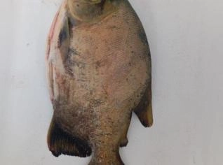 Tambaqui Médio 1.5 a 2 kg - Venda Paulo Afonso