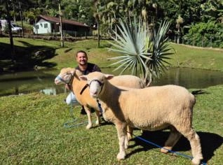 Compra Ovelhas PO