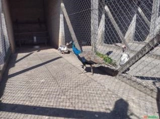 Pavão Azul Adulto Macho e Fêmeas em Mogi Mirim