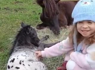 Mini Horse Ponei - 6 meses