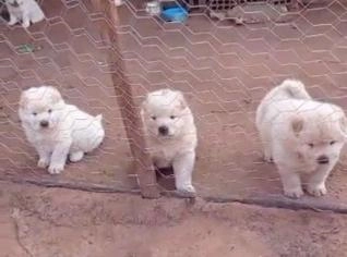 Filhote Chow Chow - Branco - Campo Grande