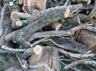 Lenha de Algaroba de Alta Qualidade