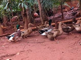 Marrecos Rouen PomPom à venda em Goiânia