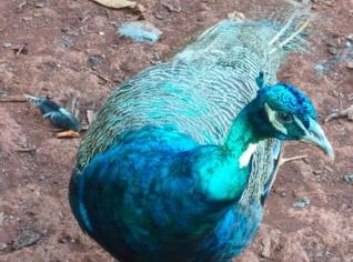 Pavão Azul Macho - 1 ano e 5 meses
