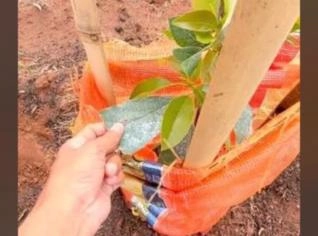Sacos de Cebola para Cultivos