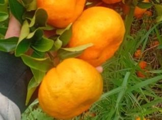 Tangerina Ponkan Fresca - Cerro Azul, PR
