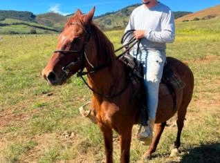 Cavalo Mestiço para Lida em Bocaina de Minas