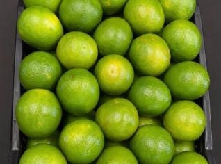 Laranja Pêra Fresca de Artur Nogueira, SP - 10 a 25kg
