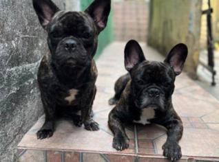 Filhote Buldogue Francês com Pedigree