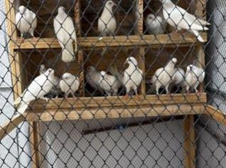 Pombos Brancos Saudáveis para Venda