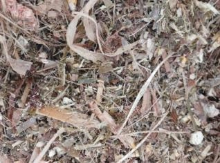 Silagem de Milho - Venda em São José dos Quatro Marcos