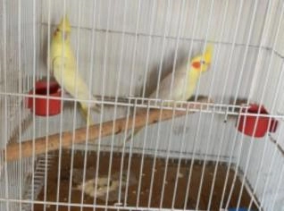 Casal de Calopsitas à Venda