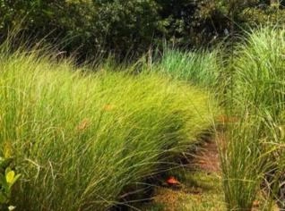 Capim do Texas Verde 30 cm - Muda para Jardim