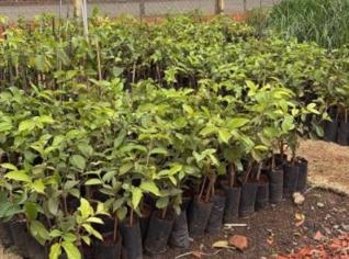 Mudas de Congeia (Congea Tomentosa) - R$ 12,00