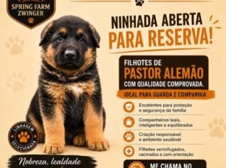 Filhotes Pastor Alemão - Capa Preta