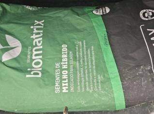 Milho Híbrido 3066 em Mutuípe