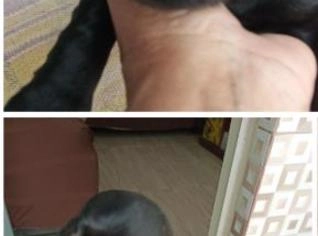 Filhote Cocker Spaniel Inglês - Machos Disponíveis
