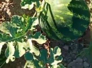 Melancia Galápagos Premium - Doçura em Jussiape