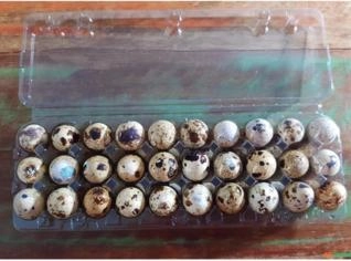 Ovos de Codorna Frescos - Fervedouro, MG