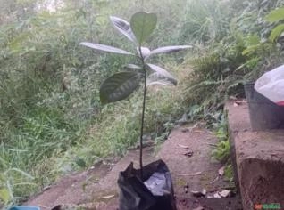 Muda de Chacrona 40/50 cm para Venda