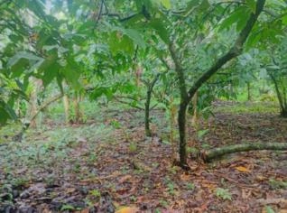 Fazenda com Cacau em Japu, Bahia