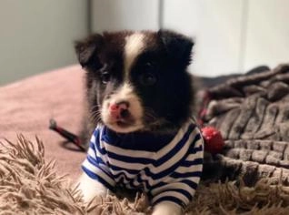 Filhote Border Collie Macho de 2 Meses