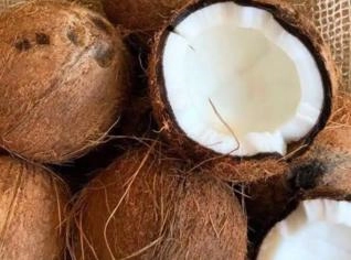 Coco Seco de Qualidade - Acaraú, CE