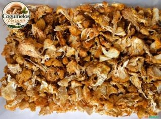 Cogumelo Juba de Leão - Alta Qualidade em Umuarama