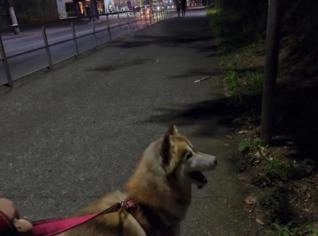 Husky Siberiano fêmea disponível