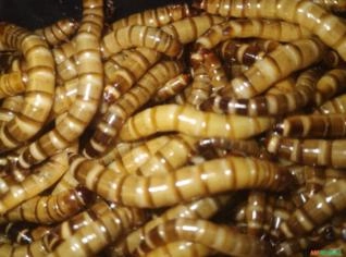 Larvas de Tenébrio Gigante - Alimento Animal em BH