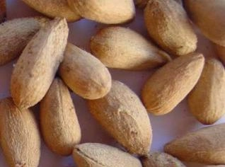 Sementes de NEEM com Alta Germinação