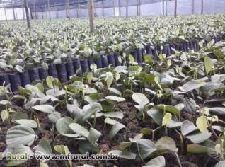 Mudas de Pimenta do Reino - Alta Qualidade